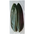 Bamboo leaves, fresh, 28-32cm, 100 pcs